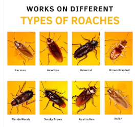 Cockroach Killer Gel (Pack of 2)